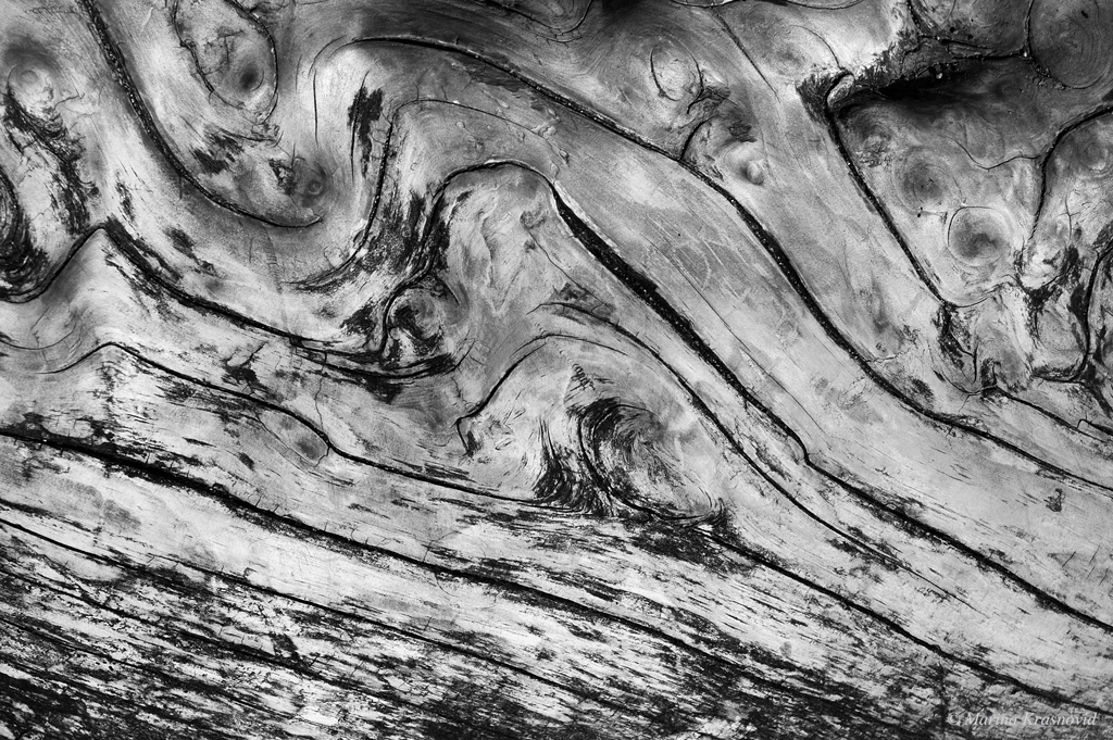 Driftwood up close