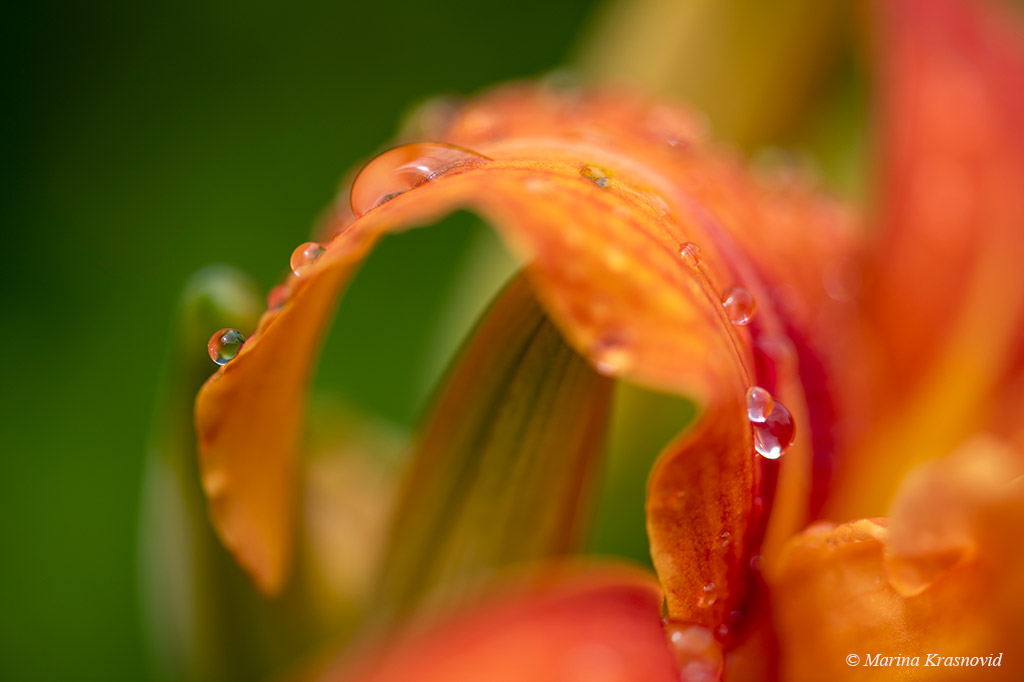Rain drops on a lily