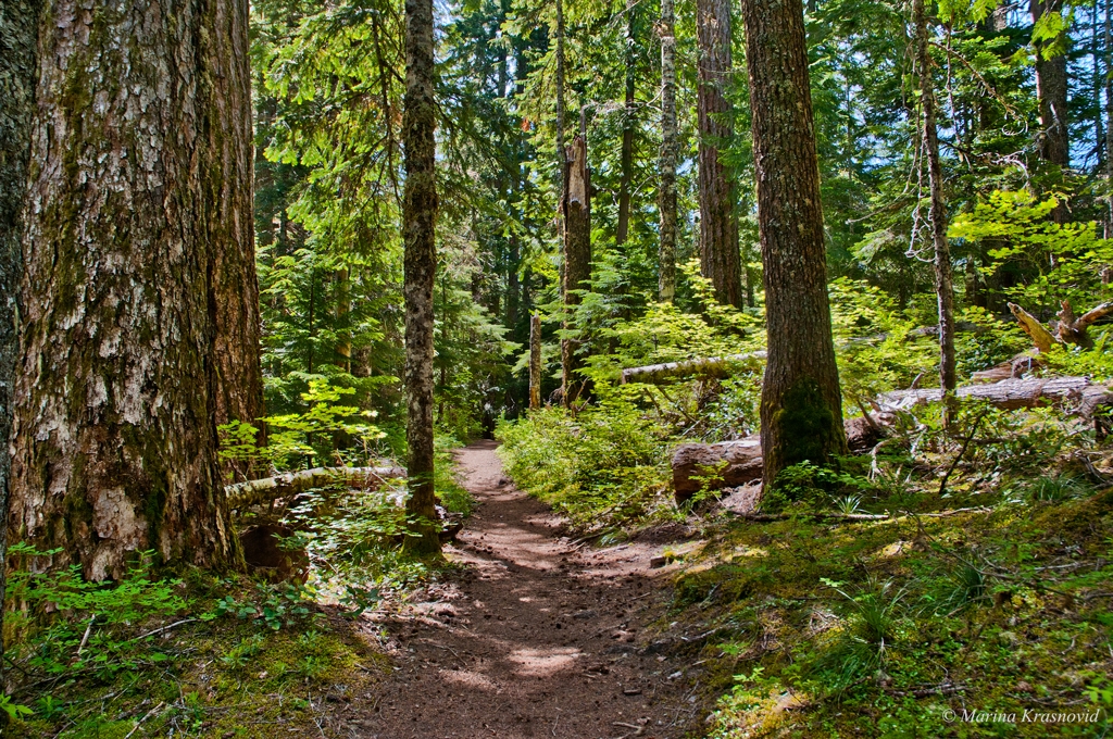 Sunlit trail to Packwood Lake