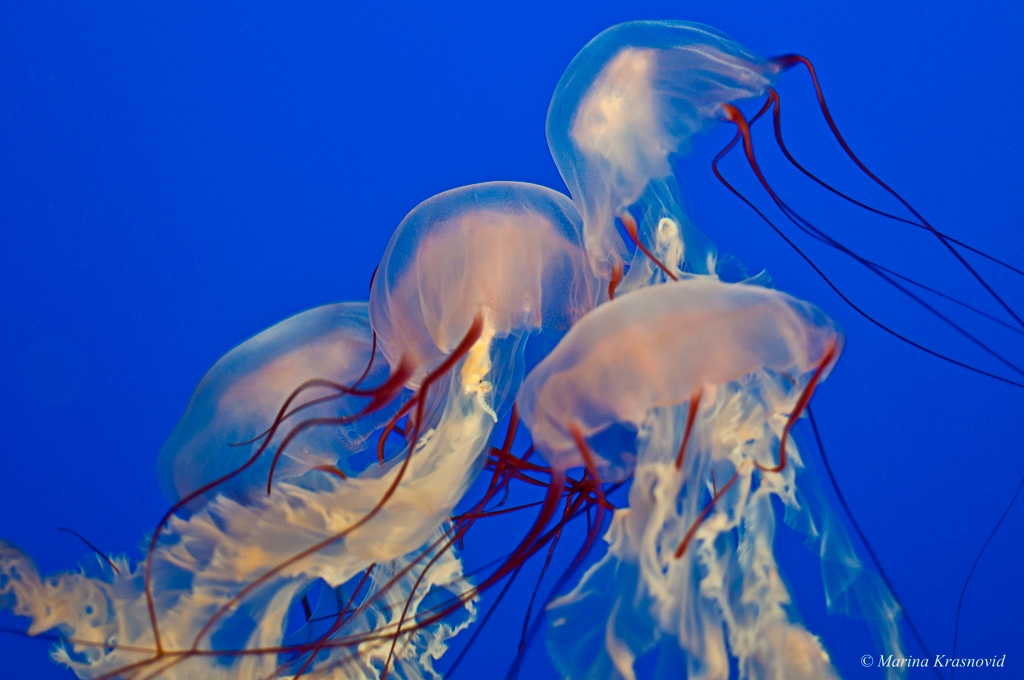 Sea nettle jellyfish, Chrysaora fuscescens, at Vancouver B.C. aquarium
